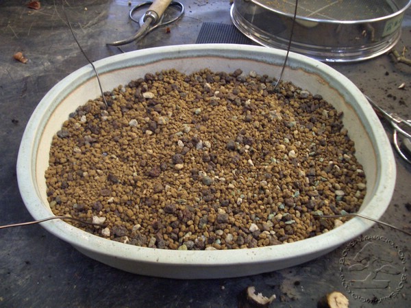 Akadama wymieszana z granulatem skalnym jako drenaz. Nato przyjdzie ziemia.