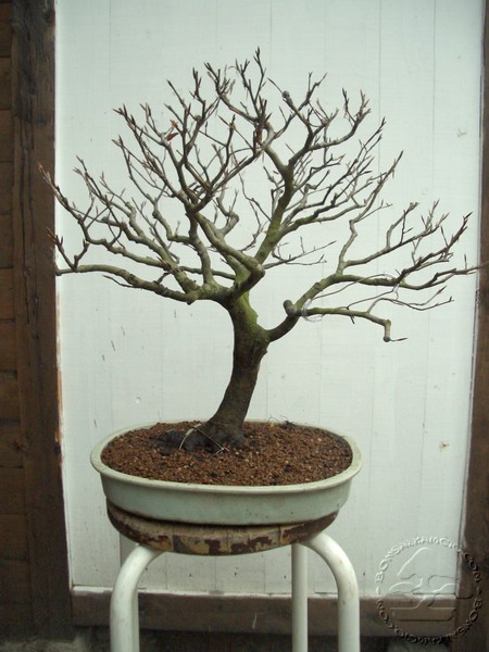 Winik koncowy. Postanowilem usunac dwie galezie w dolnej czesci drzewka. Narazie tak zostawie