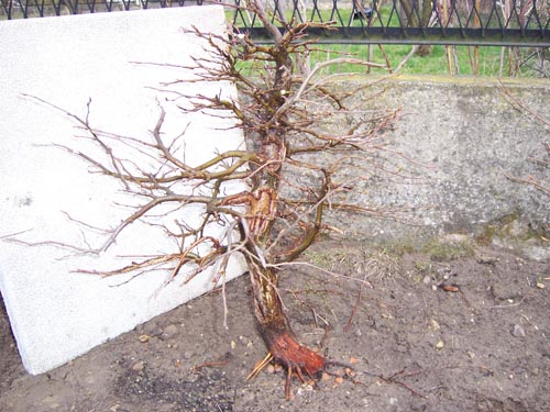 tego graba prawdopodobnie systematycznie dojeÂżdÂżaÂły zajÂące..