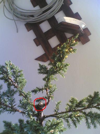 miejsce uciecia pnia Odrosnie?:]