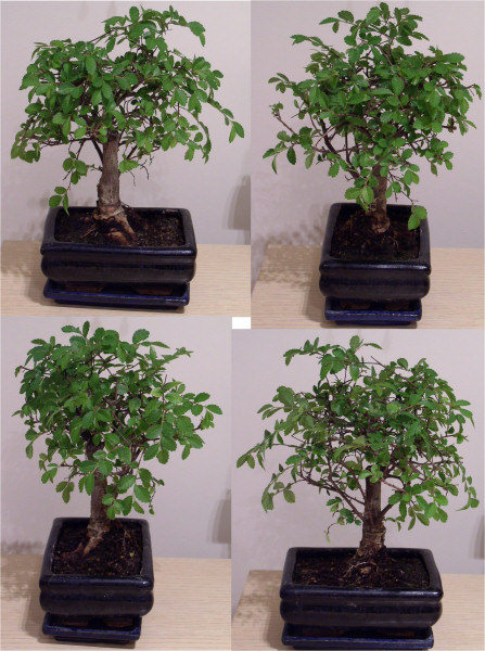 Widok drzewka z czterech jego stron