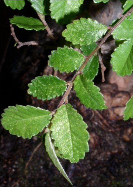 Moja zmora, malutkie kropeczki na niektĂłrych liÂściach