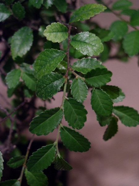 Przebarwienia i kropki, najlepiej widoczne na gĂłrnych liÂściach tego przyrostu