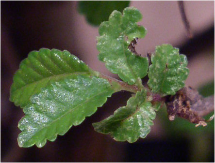 Takich liÂści nie widziaÂłem wiĂŞcej, dojrzaÂłem tylko jednÂą sztukĂŞ.