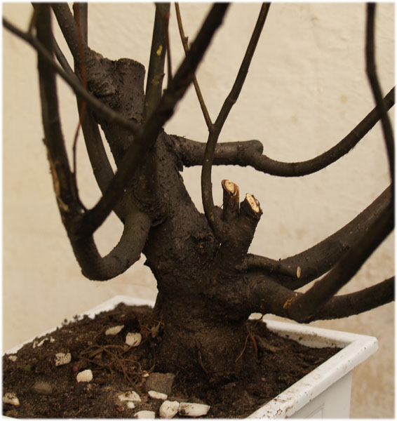 dÂąbek - docelowo shohin - formĂŞ siĂŞ zobaczy