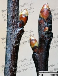 PĂŞd wierzchoÂłkowy i boczny