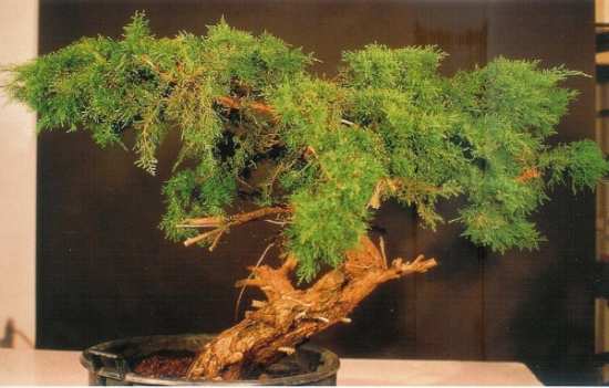 P.De Martino (1).jpg