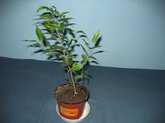 kwiatki Wiktora 005.jpg