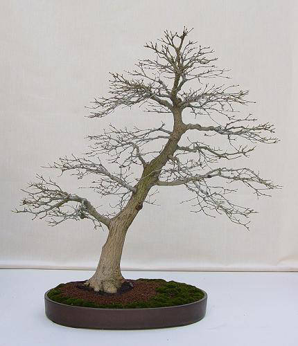 Bonsai.jpg