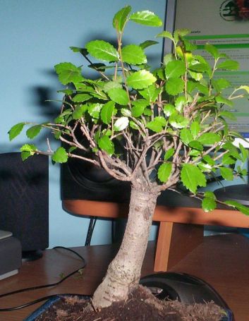 WiÂąz Tasiora z przed miesiÂąca :)