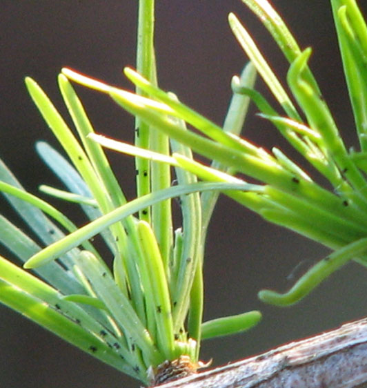 goÂście goÂście 3.jpg