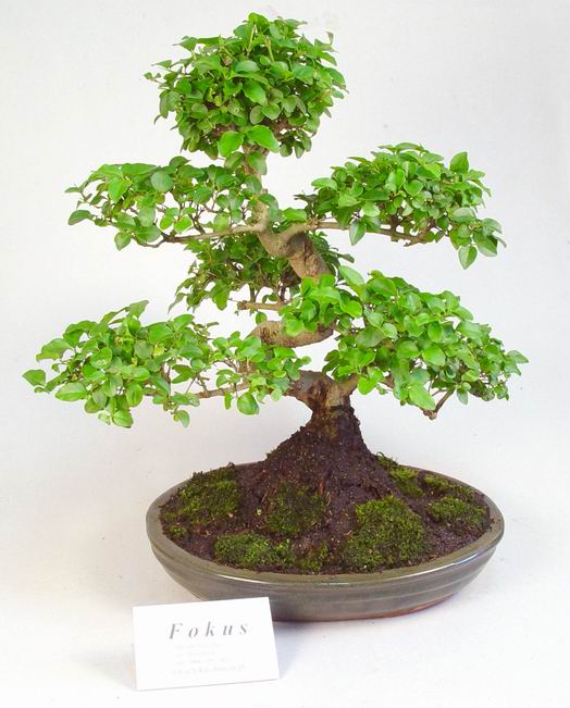 WysokoÂśĂŚ 40-45 cm, doniczka 30 cm, cena 160 zÂł