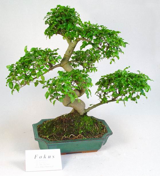 Drzewko za 125 zÂł, wysokoÂśĂŚ 35 cm, doniczka 26 cm.