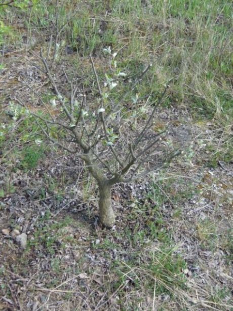 A na tym zdjĂŞciu za duÂżo nie zobaczycie te wiĂŞksze liÂście to z zeszÂłoracznych pÂąkĂłw a mÂłode wybijajÂą w rĂłÂżnych miejscach ale na zdjĂŞciu tego nie widaĂŚ