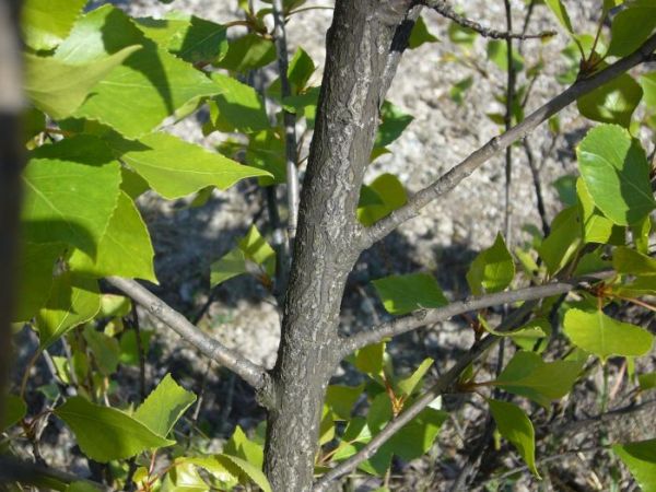 tak wyglÂądajÂą te drzewka