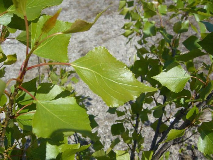 tak wyglÂądajÂą rozwiniĂŞte liÂście tych "topolek" z tym Âże nie majÂą biaÂłego meszku jak liÂście na drzewku KocioÂła