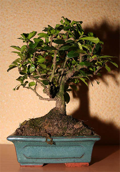 A oto caÂłe drzewko