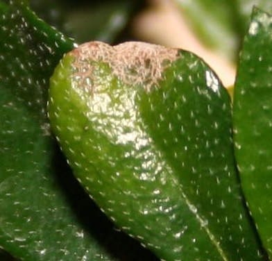 Listka powoli zaczynajÂą wyglÂądaĂŚ tak