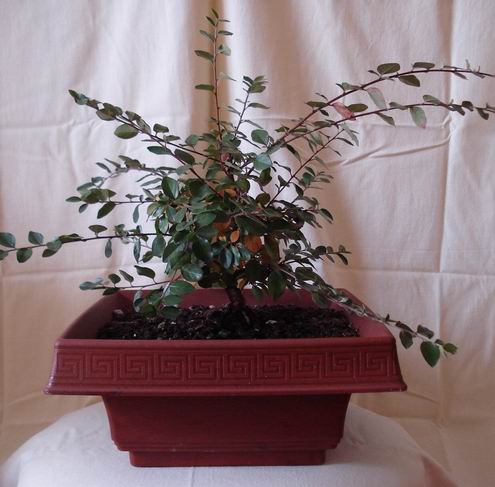 Po lekturze tematu Kamcia o roÂślinach w gruncie postanowiÂłem w sezonie 2006 potraktowaĂŚ ten sposĂłb mojÂą roÂślinkĂŞ. Wobec braku moÂżliwoÂści wsadzenia jej w "prawdziwy" grunt, zastosowaÂłem plastikowy pojemnik o bokach 50x50x25 cm.