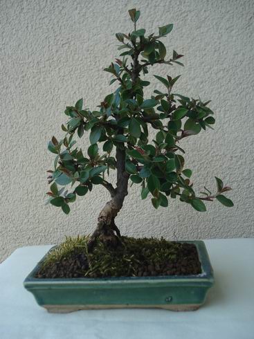 Maj 2007
<br />Irga mierzy 18 cm wysokoÂści, a gruboÂśĂŚ pnia w porĂłwnaniu z rokiem 2005 zyskaÂła ok. 1 cm, co jest widoczne na zdjĂŞciach.