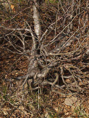 Takie yamadori pozyskaĂŚ ehh