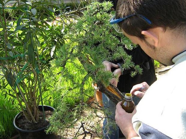 Zabezpieczenie pÂłynem do jin po poprawkach martwego drewna.