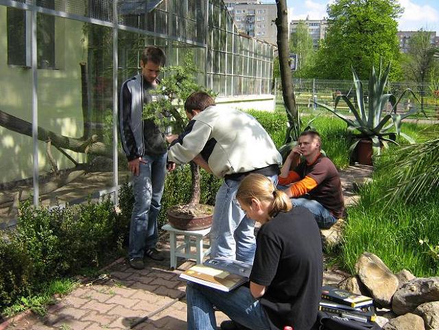 Bolas pracujÂący przy modrzewiu, a inni obserwujÂą.