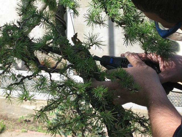 Ostatnie poprawki martwego drewna