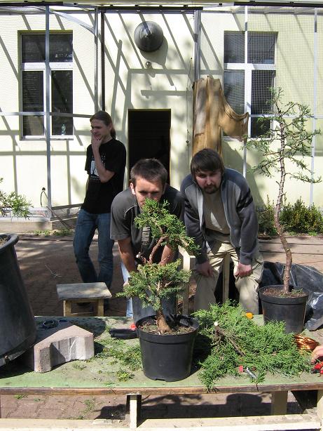 Co dwaj bonsaiÂści to nie jeden
