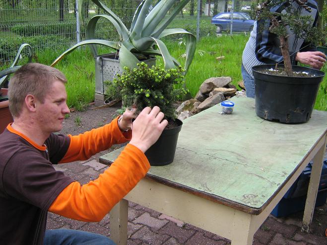 PrzeÂświetlanie Âświerka