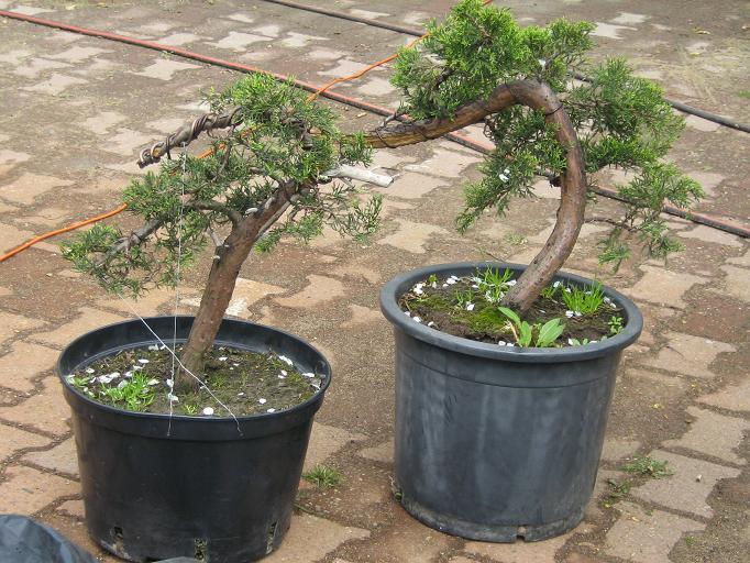 JaÂłowce Tomka przed spotkaniem