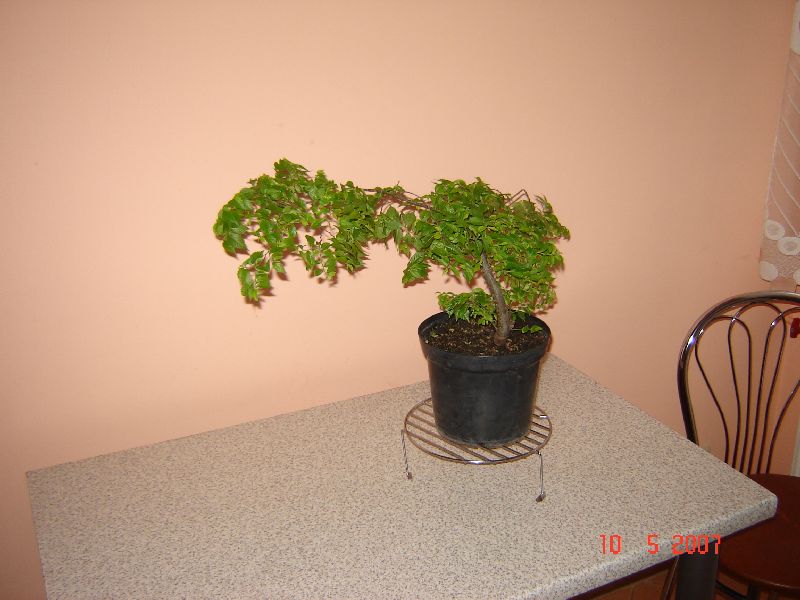 WIÂĄZ HOLENDERSKI-ULMUS odm.Jacqueline Hiller