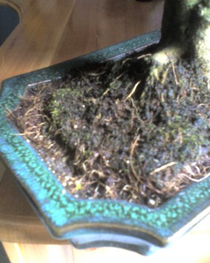 bryÂła korzeniowa 1