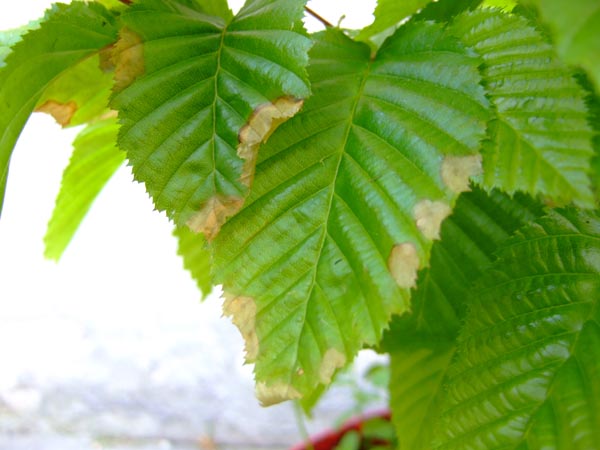 chore liÂście graba3.jpg