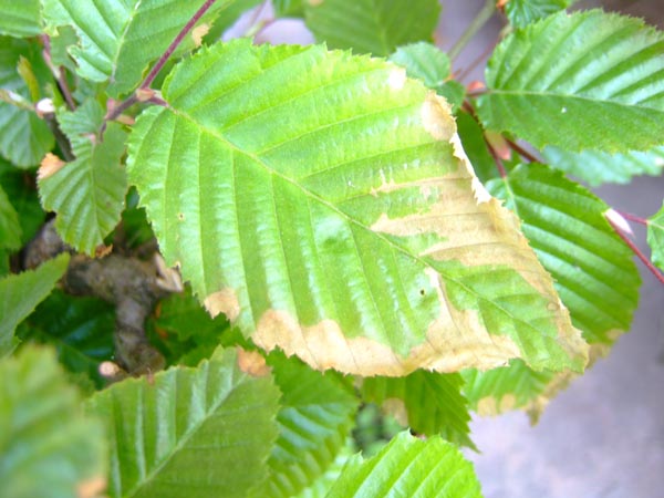 chore liÂście graba1.jpg