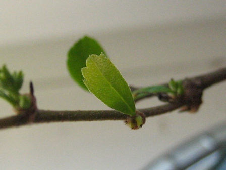 ÂżĂłÂłknÂące liÂście