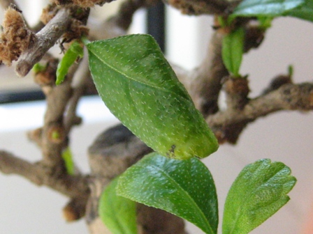 zwiniĂŞty liÂśĂŚ