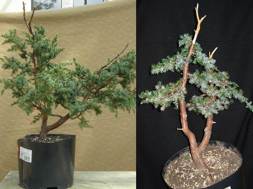 Fater - JaÂłowiec chiĂąski