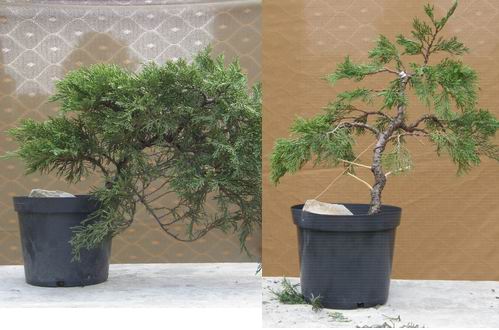 Modymentos - JaÂłowiec