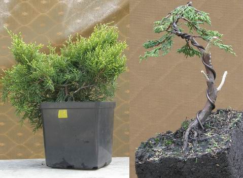 Ogrodnik - JaÂłowiec