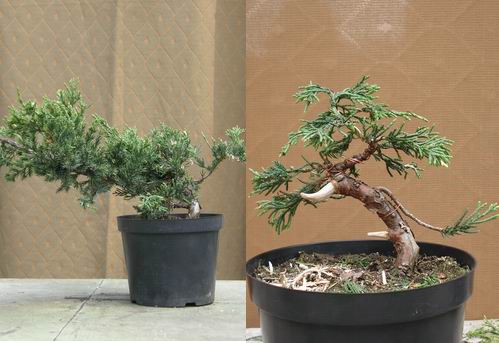 Asmod - JaÂłowiec variegata