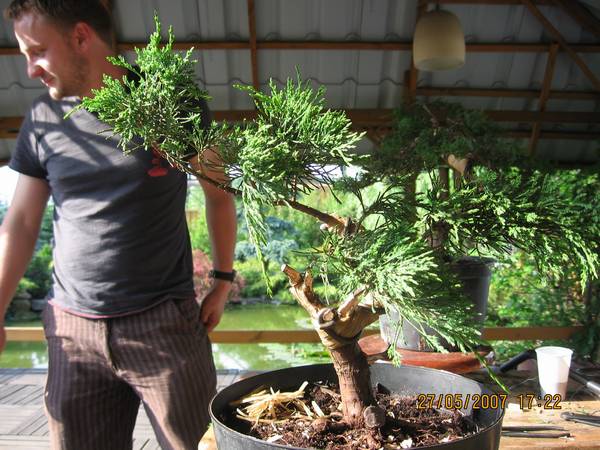 jaÂłowiec chinski - narazioe tylko z jinami i wygiĂŞtym pniem