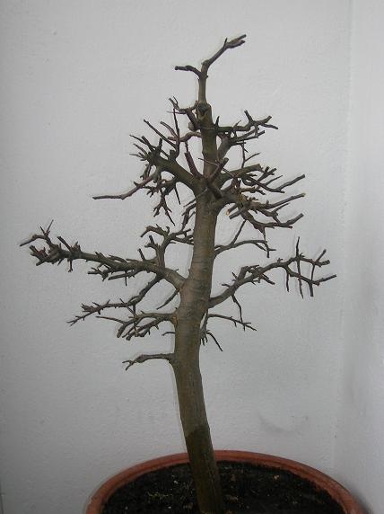 zdjĂŞcie z 20 marca br. po przyciĂŞciu