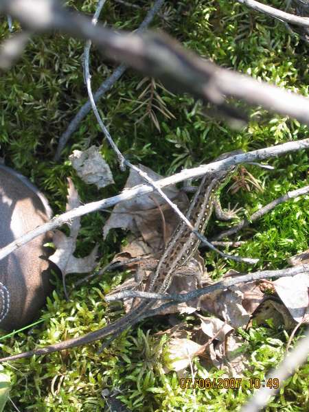 jaszczurka skaczÂąca po Marcina butach