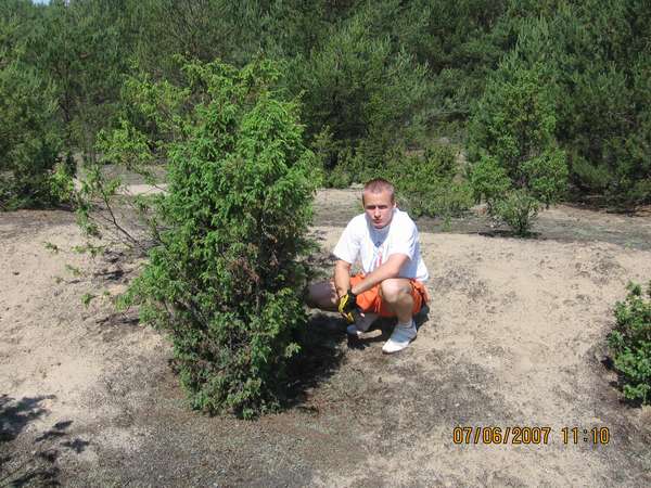 kolejne pospolite jaÂłowce