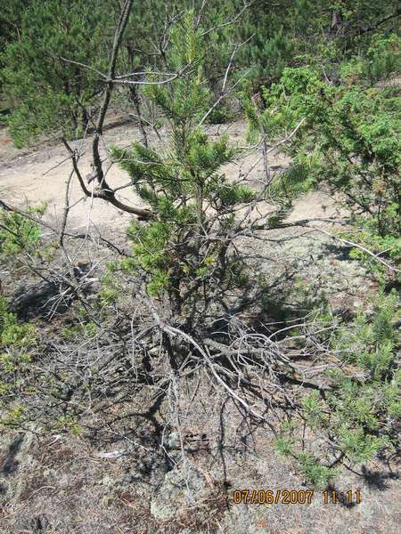 sosna po przejÂściach :)