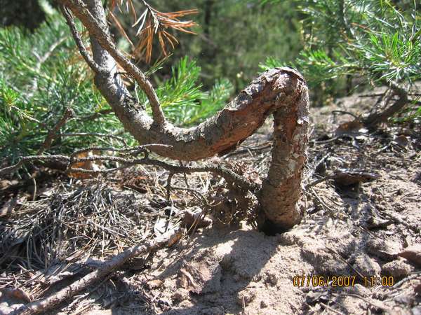 MÂłodziutka sosna - powykrĂŞcana