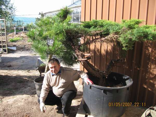 PamiÂątkowe zdjĂŞcie Marka Gajdy po kopaniu jaÂłowcĂłw i sosny :)))