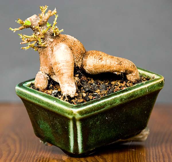 Bobik. To jest Bobas. Bawcie siĂŞ grzecznie.