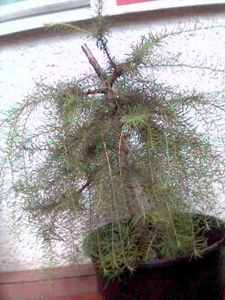 03 modrzew 2006 po zagĂŞszczeniu.jpg